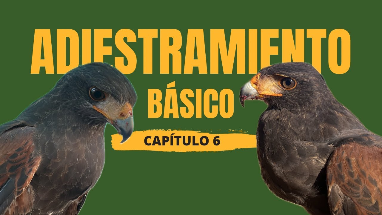 APRENDE CETRERÍA - CAPÍTULO 6 - ADIESTRAMIENTO básico ÁGUILA de HARRIS.