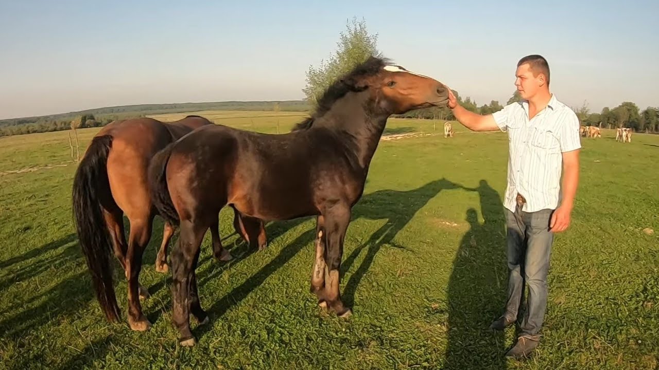 ДУЖЕ ГАРНЕ ГОСПОДАРСТВО В 📍 СЕЛІ УЛИЧНЕ🐎🐂🐎🐂