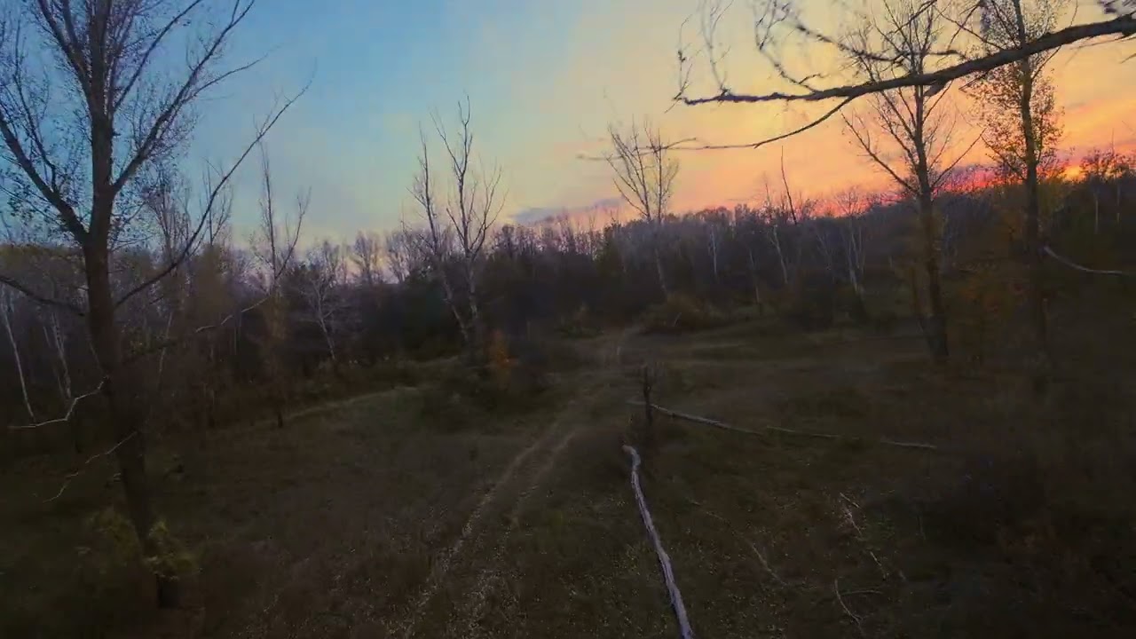 Fly in forest