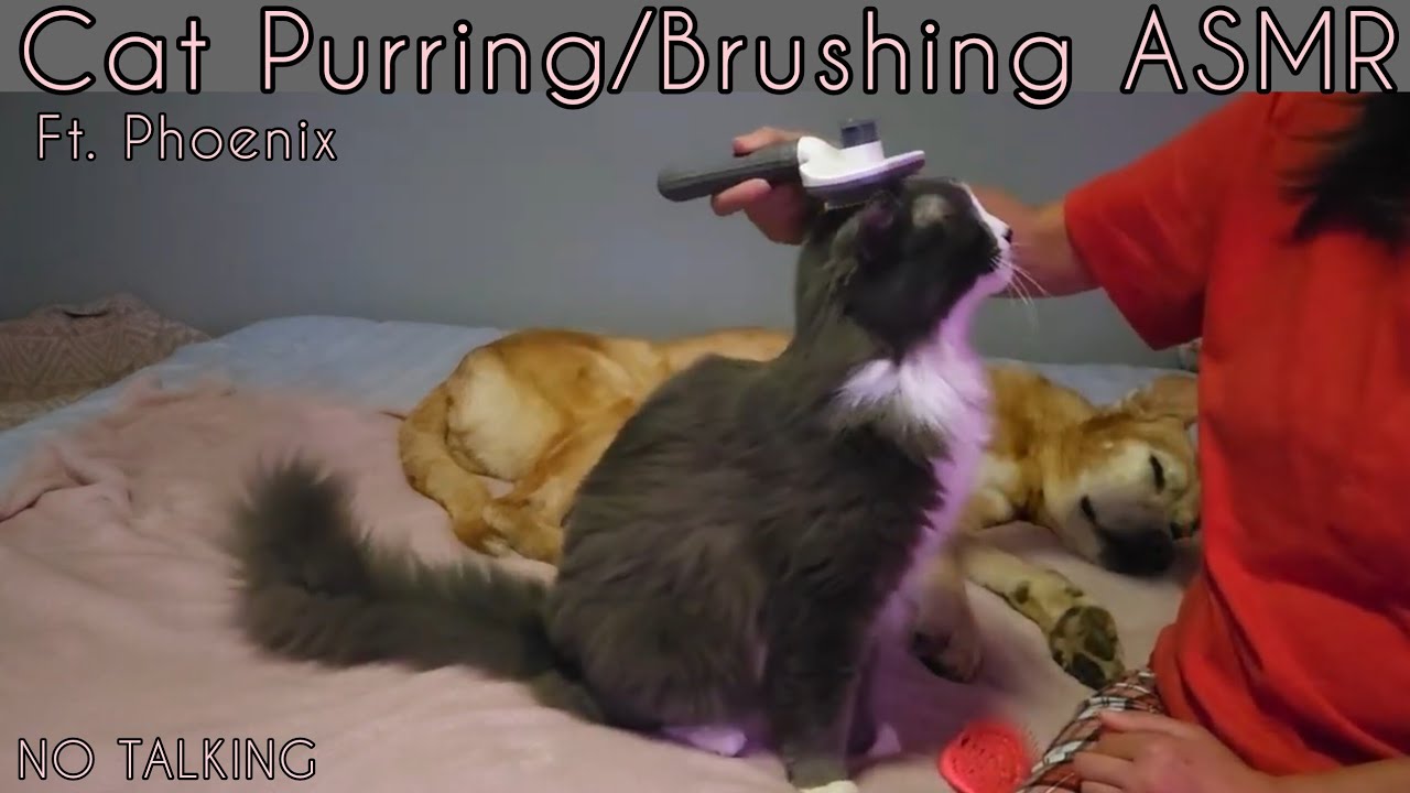 #ASMR | 🐈‍⬛️ Cat Purring & Brushing To Help You Relax | Ft. Phoenix | NO TALKING