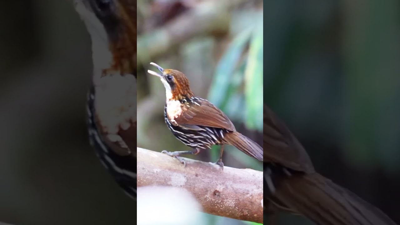 Falcated wren-babbler (Ptilocichla falcata)