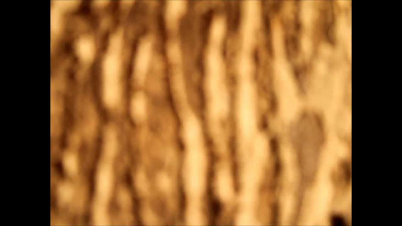 The Sound of Termites