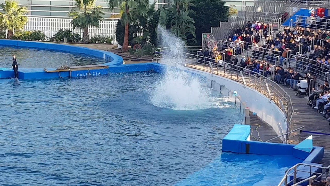 2/1/2020 spettacolo delfini museo oceanografico valencia