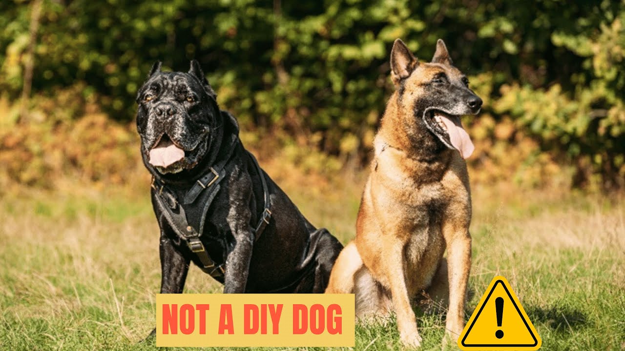 Protection Dogs Need a Particular Type of Owner - Is that You?