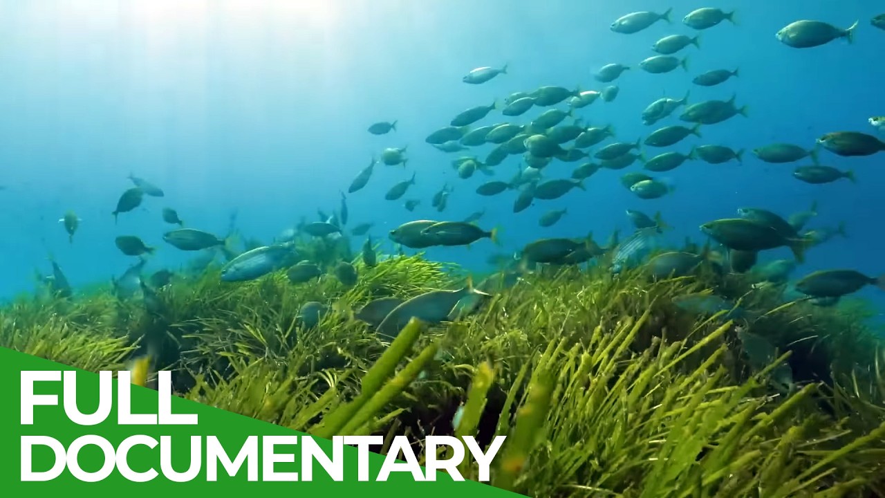 Menorca Biosphere Reserve &ndash; The Wild Heart of the Mediterranean | Free Documentary Nature