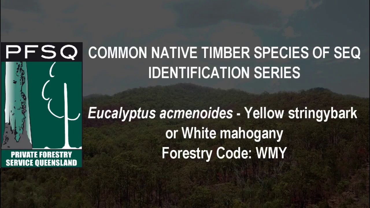 Species ID Series: Yellow Stringybark/White Mahogany