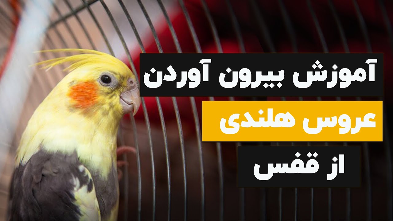 🛋عروس هلندی رو از قفس بیرون بیارم یا نه؟