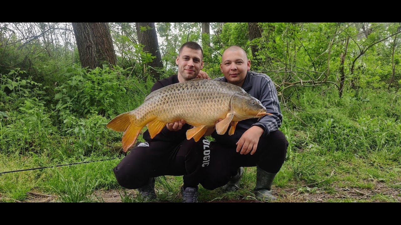 Ribolov divljeg šarana na Dravi - CARPOLOGIC team