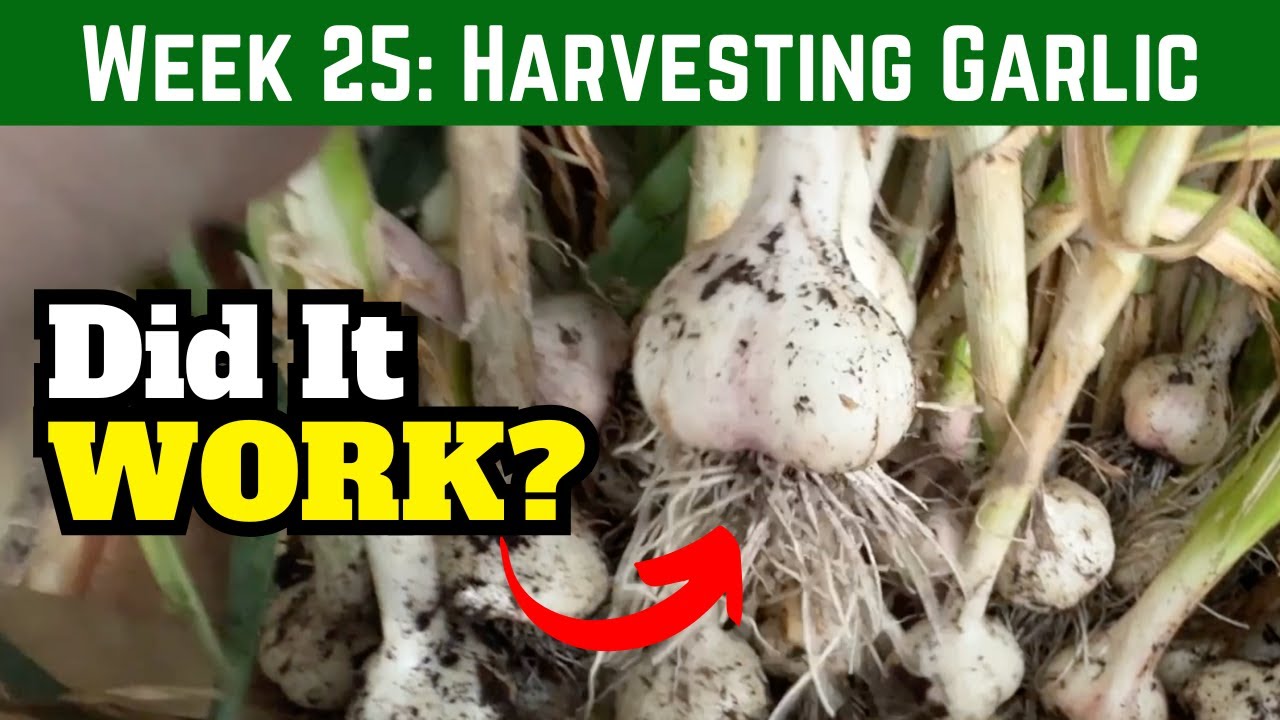 I Tried Something Different With My Garlic  This Year - And This Happened