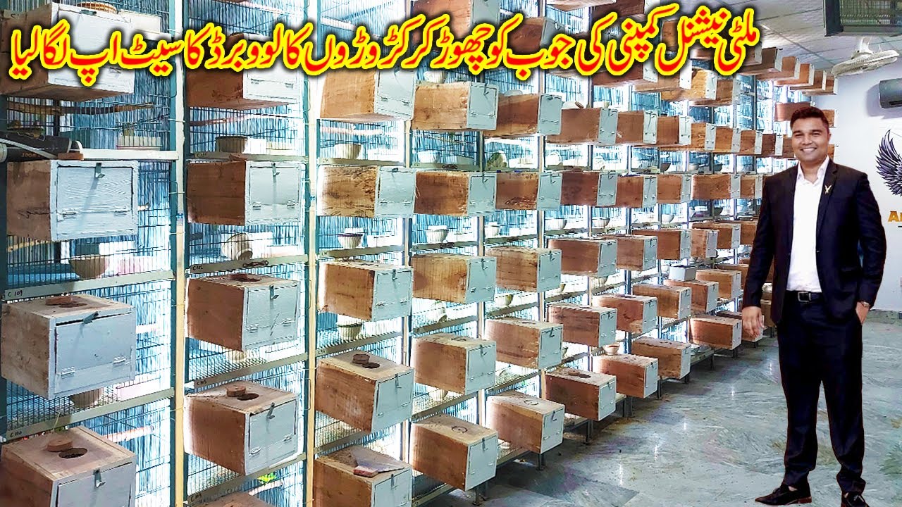 Most Beautiful Lovebird Setup of Adnan Rajpoot || Biggest Lovebird Setup || Love Bird Breeding Setup