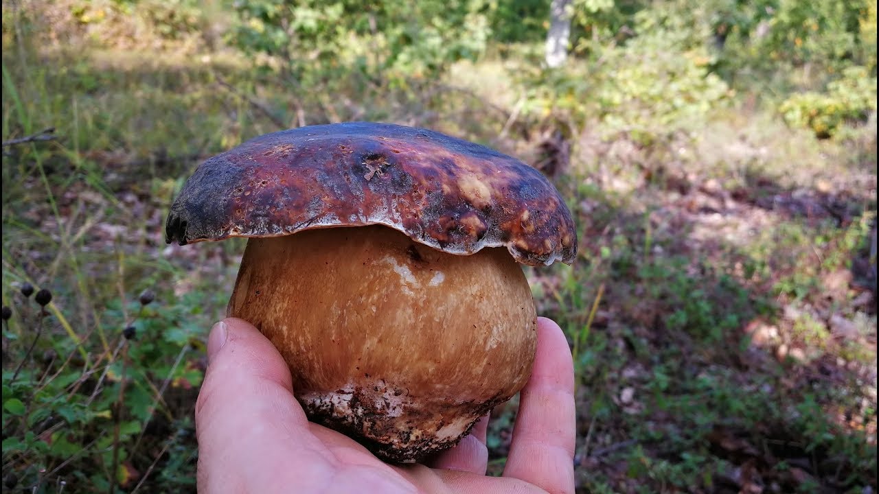 OTTOBRE 2018 - I TESTA NERA DI QUERCIA!!!