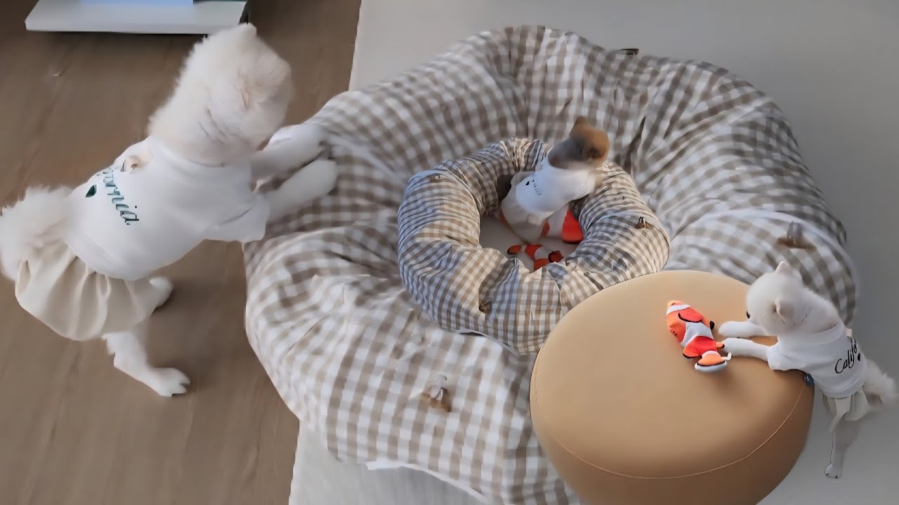 집념 끝판왕 대가리 박고 반복 너 나 째려봤냐? ^^