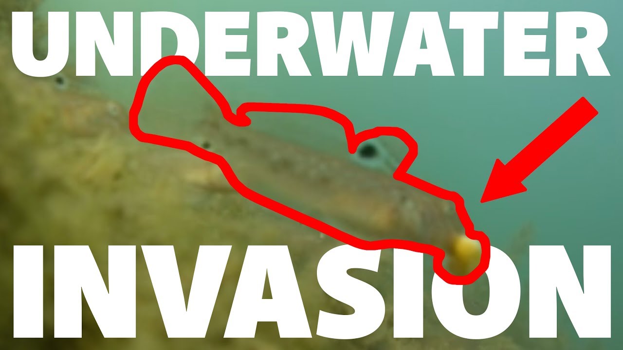 I Was SHOCKED When I Reviewed the Underwater Video - Toronto Shore Fishing
