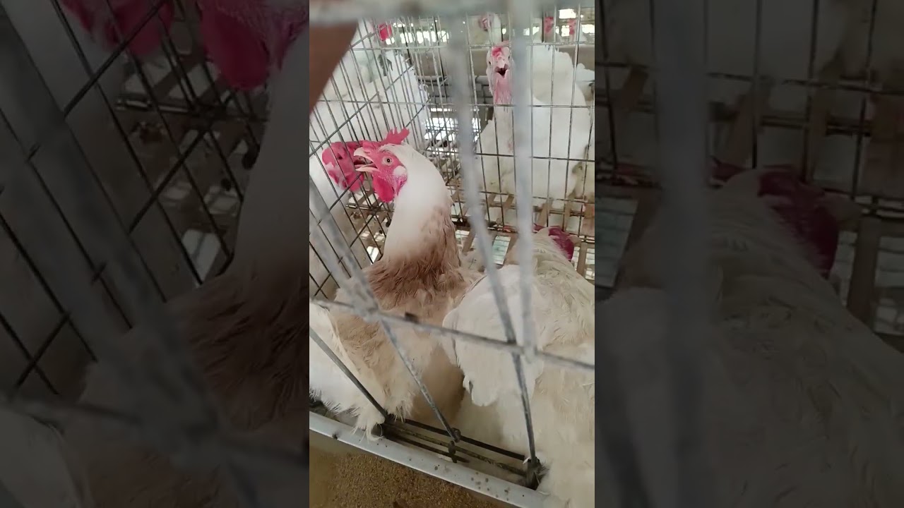 Live Heat Stock Birds Mortality 😱 #mortality #heatstroke #shorts #poultry #live #viral
