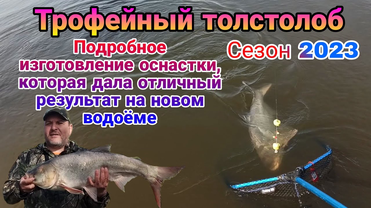 Трофейный толстолоб. Убойная донная оснастка, которая дала за сутки  37 поклевок на новом водоеме.