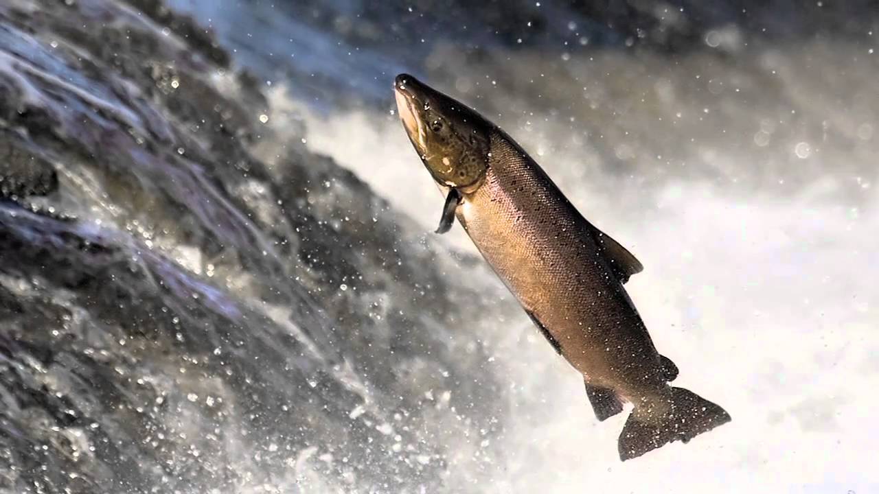 Biodiversity Science in Canada