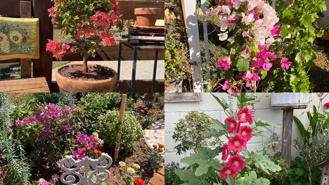 Plantei muitos topiarios no jardim, ideia com portãozinho velho, muitas novidades!!