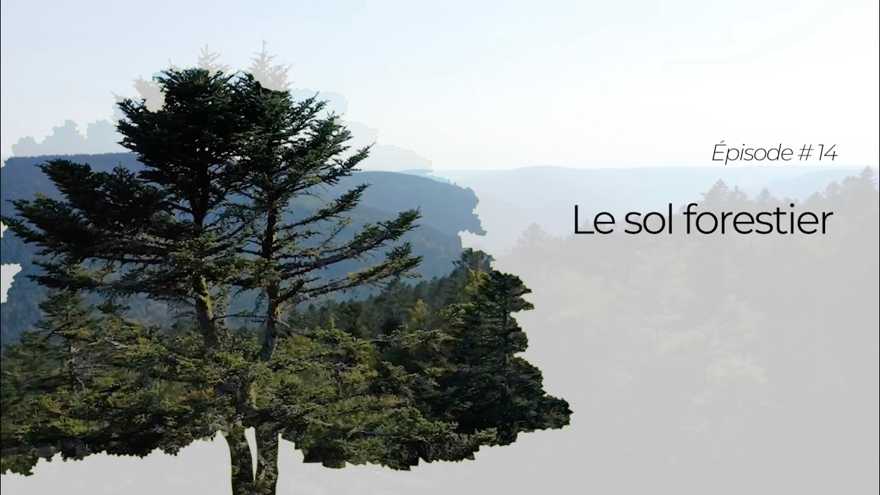 Épisode 14 : Le sol forestier