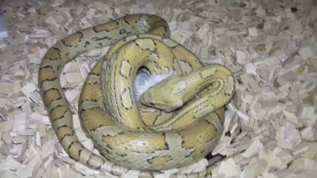Comment nourrir un Serpent des Bl&eacute;s ?