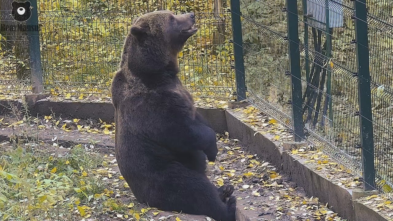 Когда переделал все дела и уже не знаешь чем заняться🐻🤔