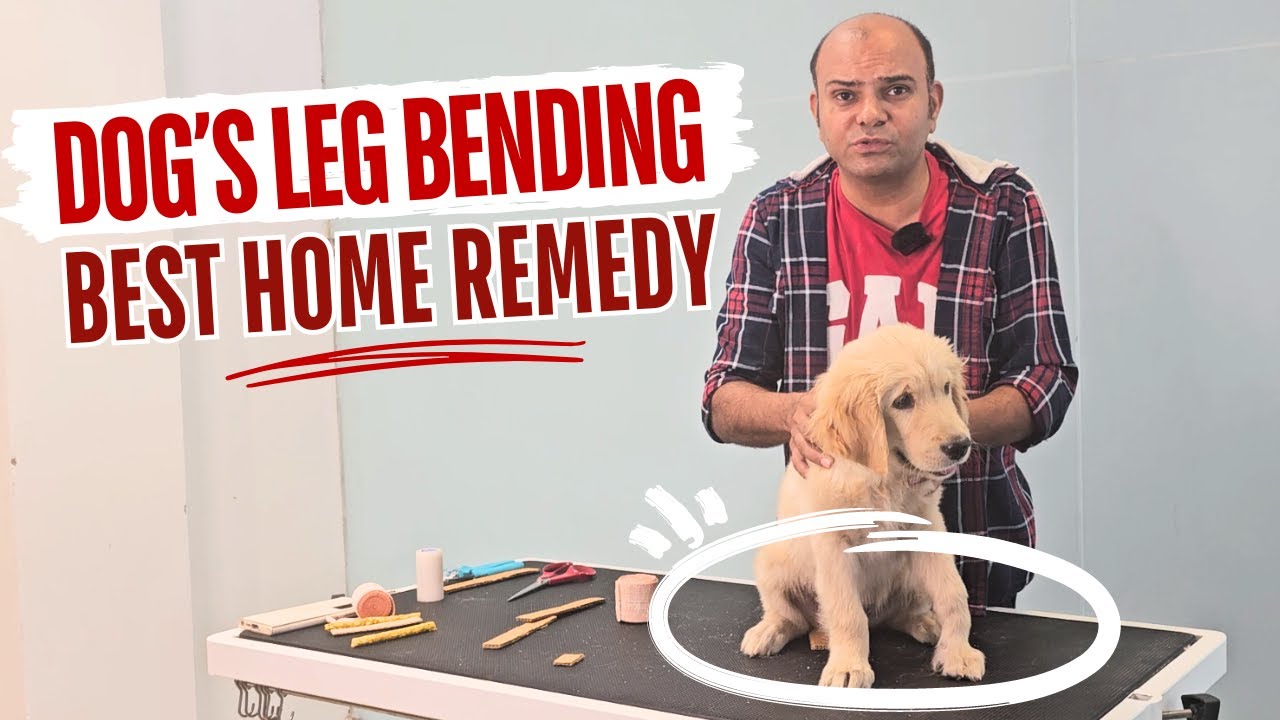 Home Remedy for Leg Bending in Dogs By Baadal Bhandaari | Step By Step Treatment For Rickets