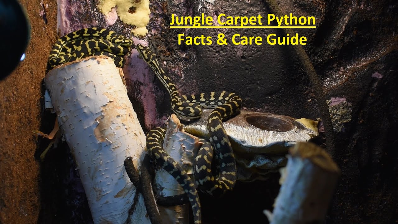NRW- Jungle Carpet Python Facts & Care Guide - 2022