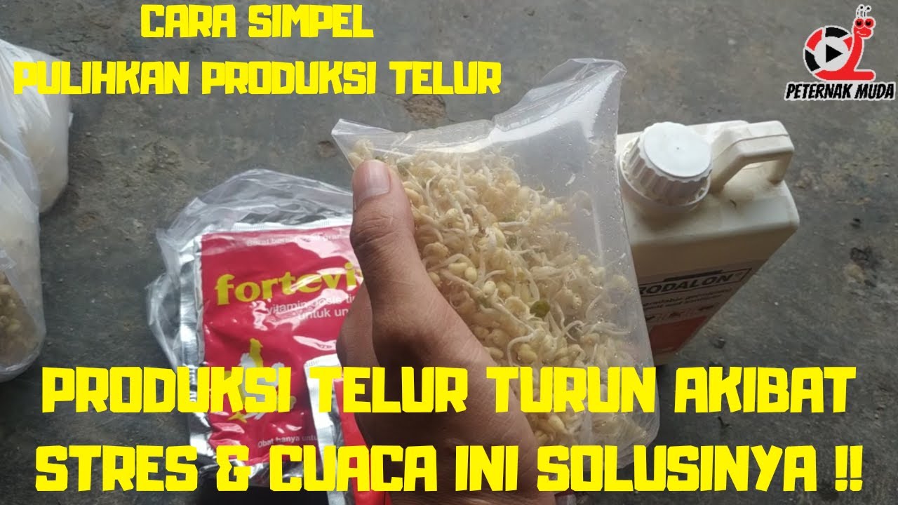 PRODUKSI TELUR TURUN ?? INI SOLUSI MUDAHNYA 👍