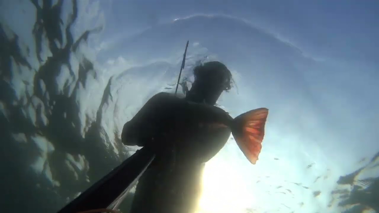 Marmara Kırlangıç avı.1 🦼🦽🦼🦽