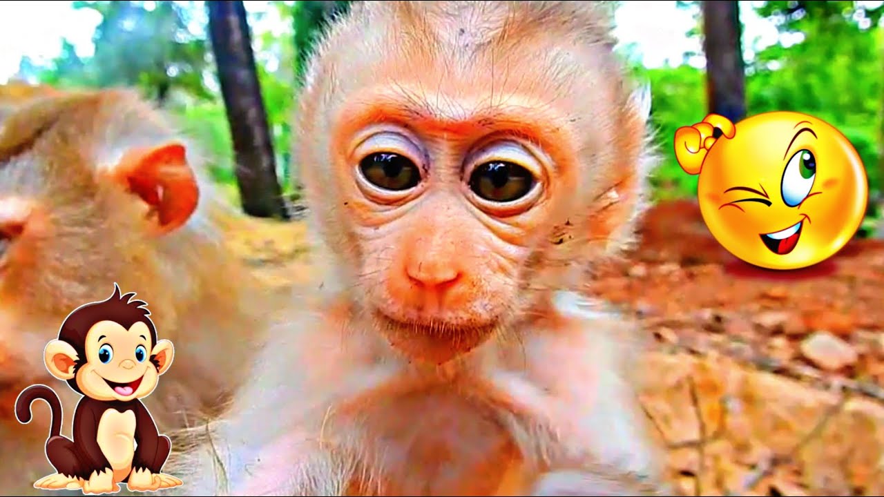 Cutest & Smartest Baby Monkey Lilo In The Forest With Mama | Baby Monkey's Day Will Steal Your Heart