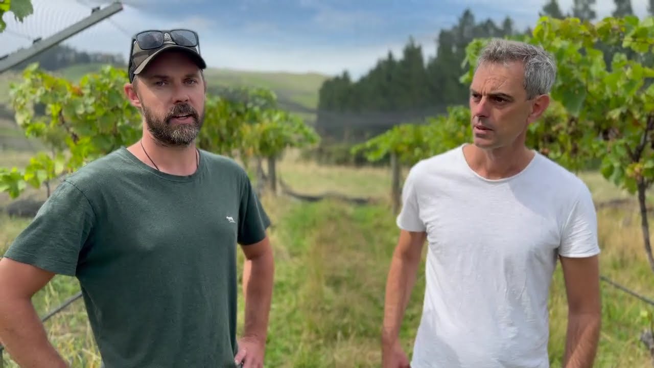 The innovative Regen block at Greystone Wines in North Canterbury NZ