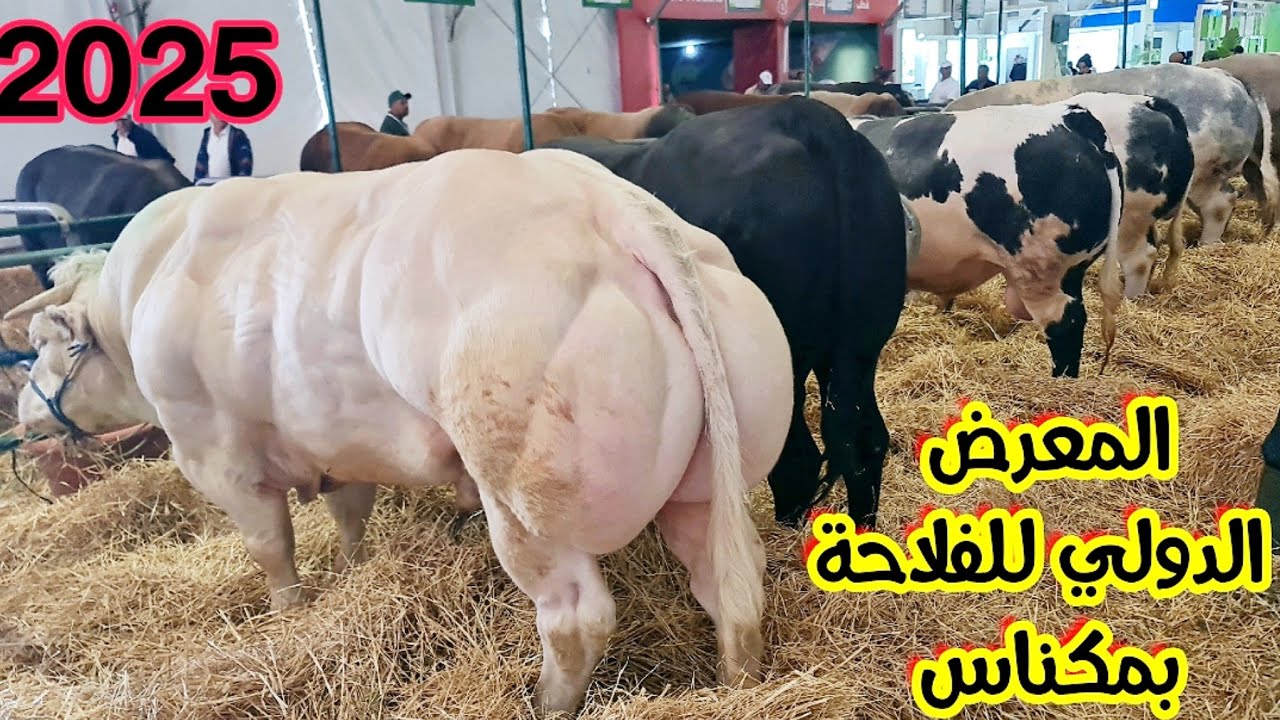 فصباح في معرض فلاحي مكناس عجول خيالية وبقرات ملكيات 2025/4/22