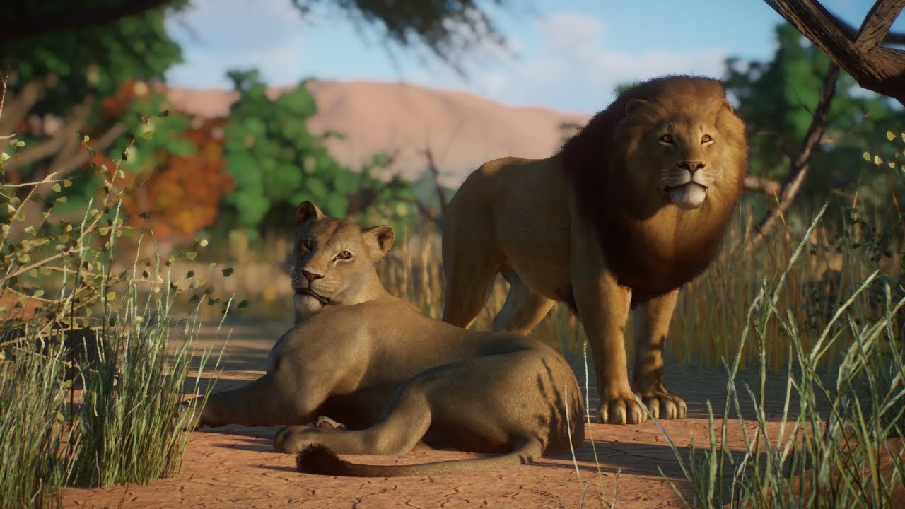 OS LEÕES CHEGAM NO ZOO! - Planet Zoo #09