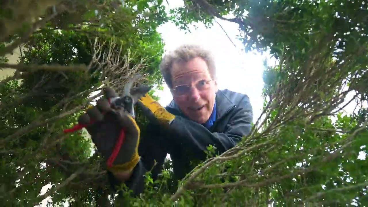 How to Prune Boxwood