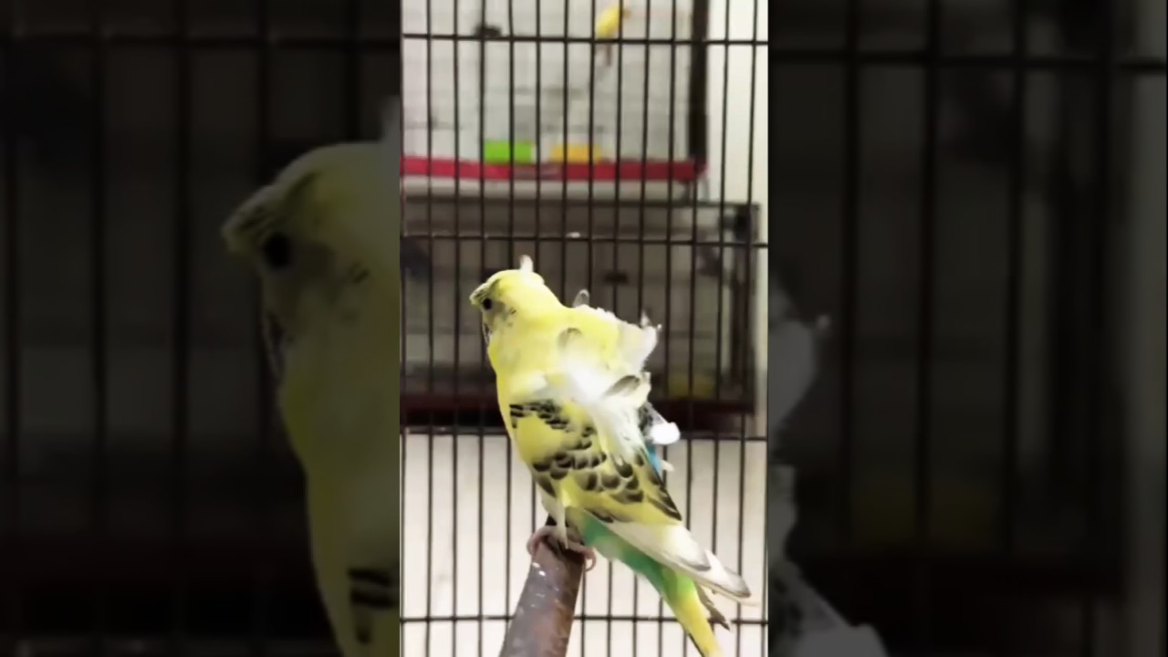 Budgies Hogoromo 