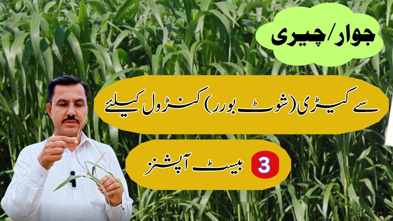 How to control sorghum borer | جوار کی کیڑی کا کنٹرول