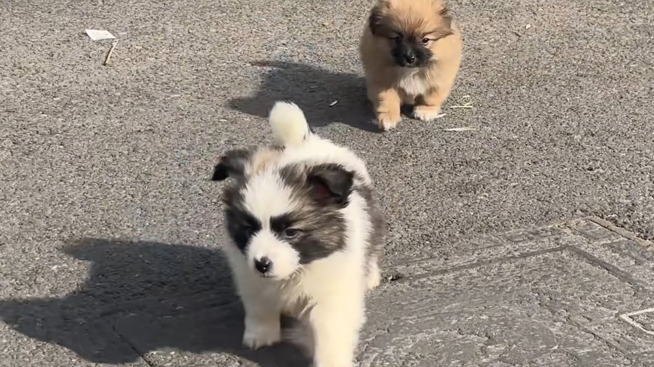 Two Puppies' Playful Growth Daily🐶  