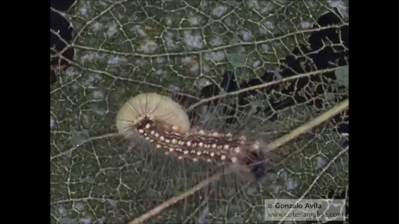 Parasitoid breaking out of live host caterpillar