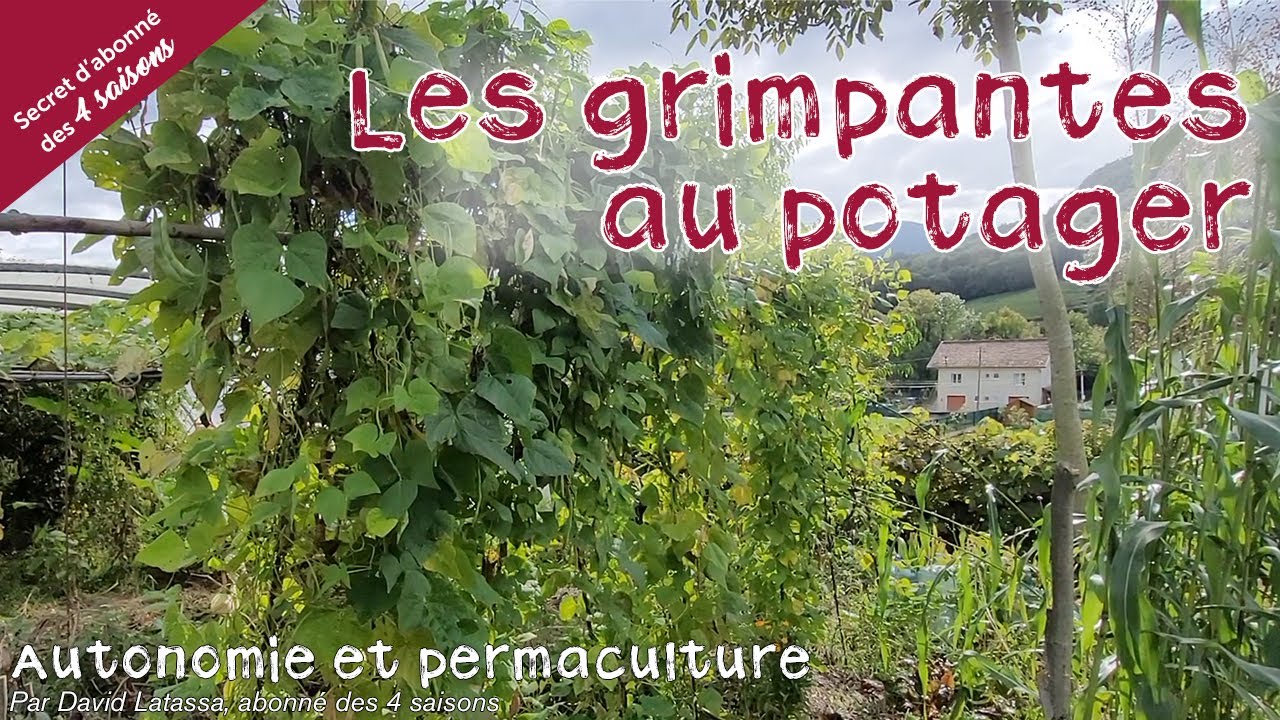 Les grimpantes au potager - Autonomie et permaculture avec David