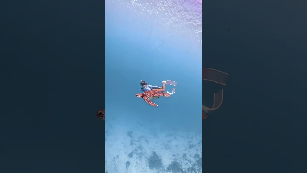 Diving with a Turtle 🐢 #deepbluecoast #oceanexploration #deepocean