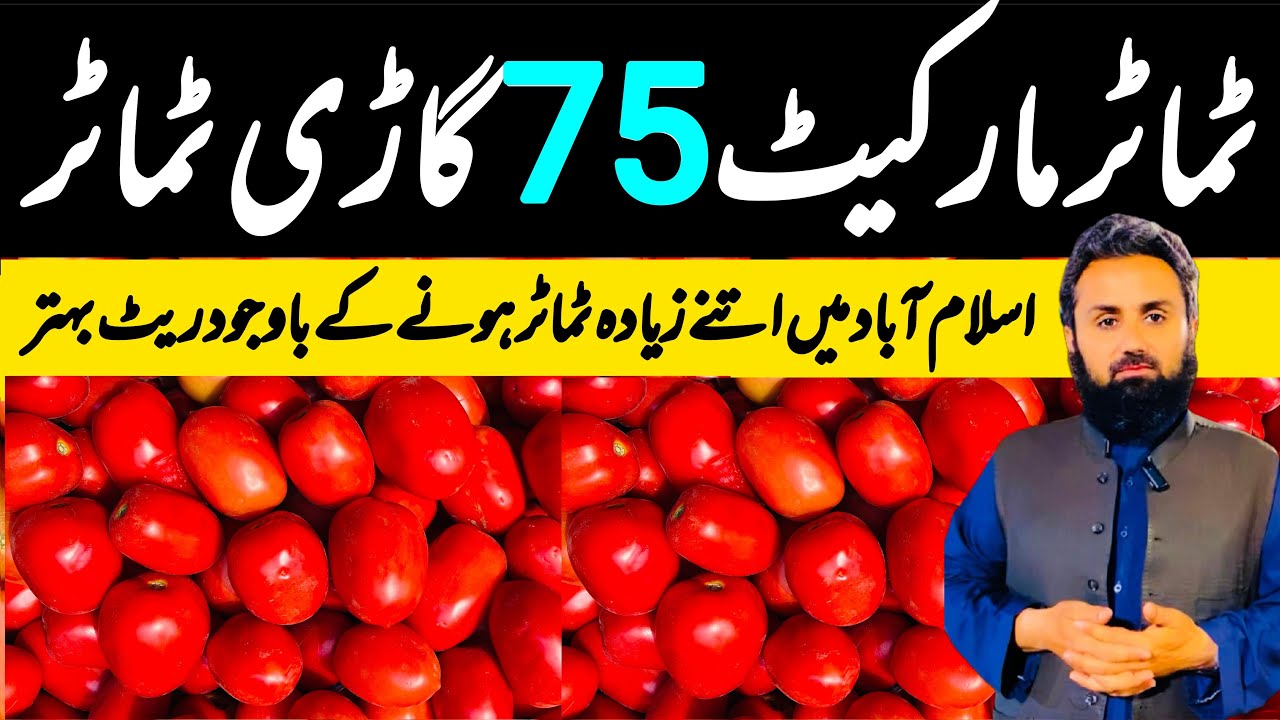 Islamabad Tomatoes Market | 29 January 2026 | 75 Truck Unloaded | Tomato Prices Update 