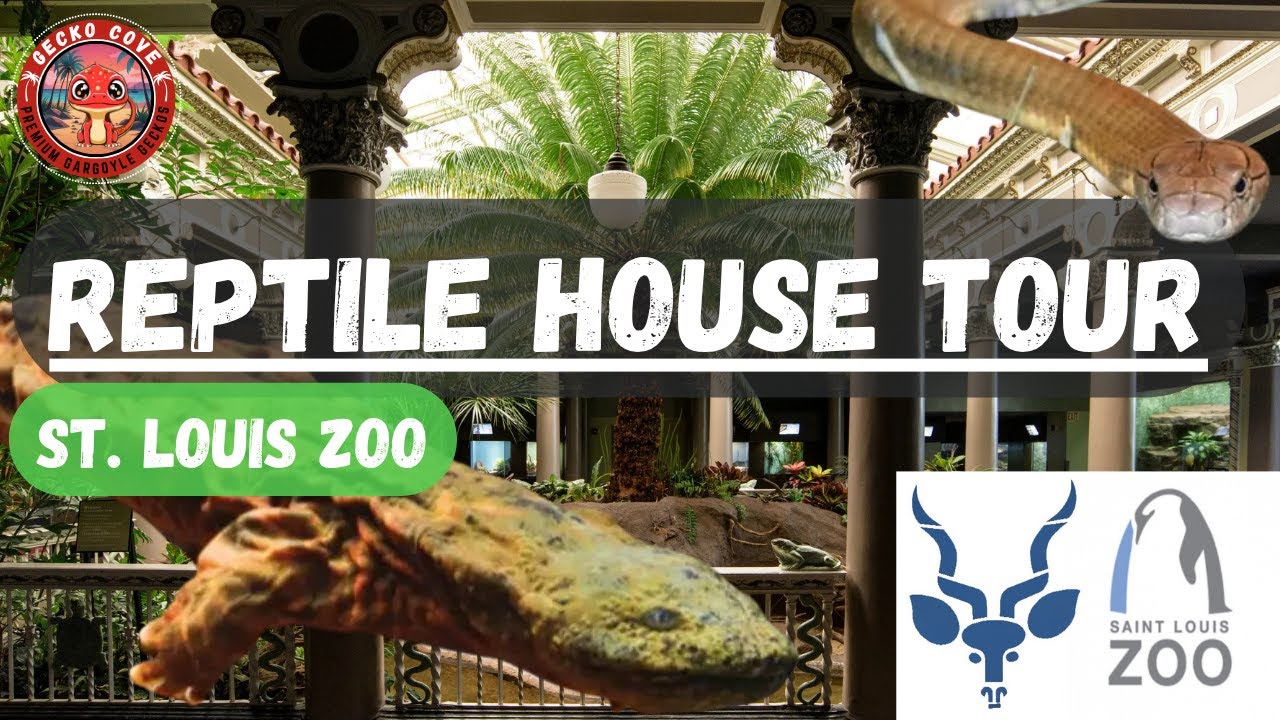 St  Louis Zoo Reptile House Tour