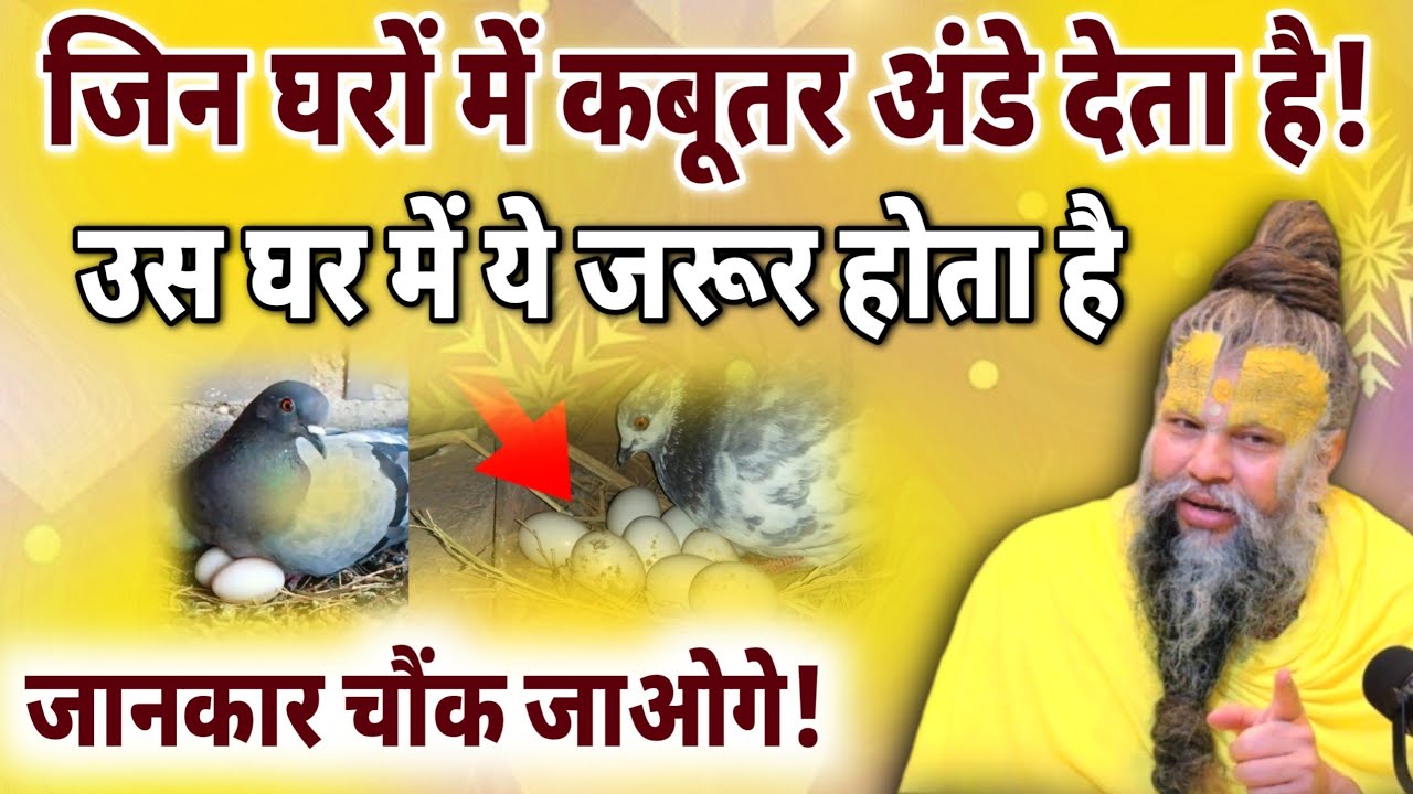 घर में कबूतर ने अंडे दे दिए तो समझ लो ये संकेत बदल देगा आपका जीवन | PremrasUpdesh