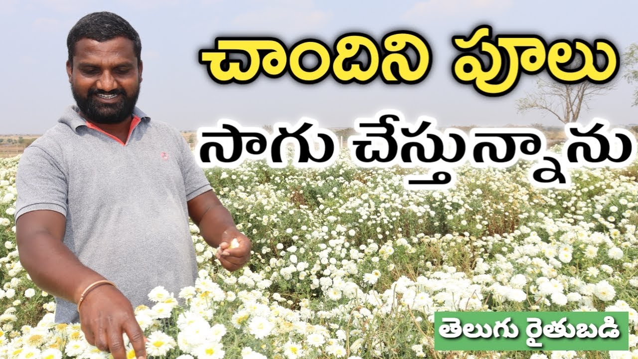 అరెకరం భూమిలో చాందిని పూలు సాగు చేస్తున్న | Chandini Flowers Farming | రైతు బడి