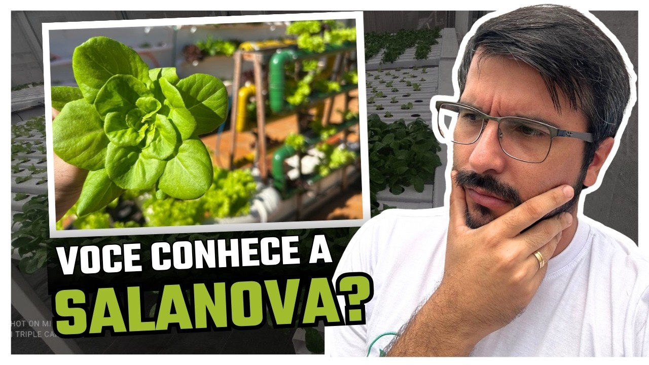Alface Salanova: A Variedade Que Vai Mudar Sua Horta!