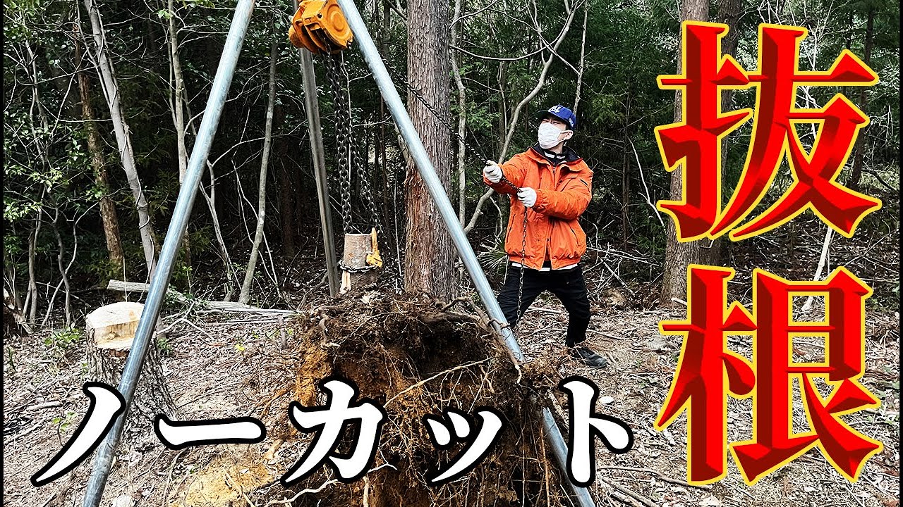 【ノーカット】チェーンブロックで切り株除去【抜根】