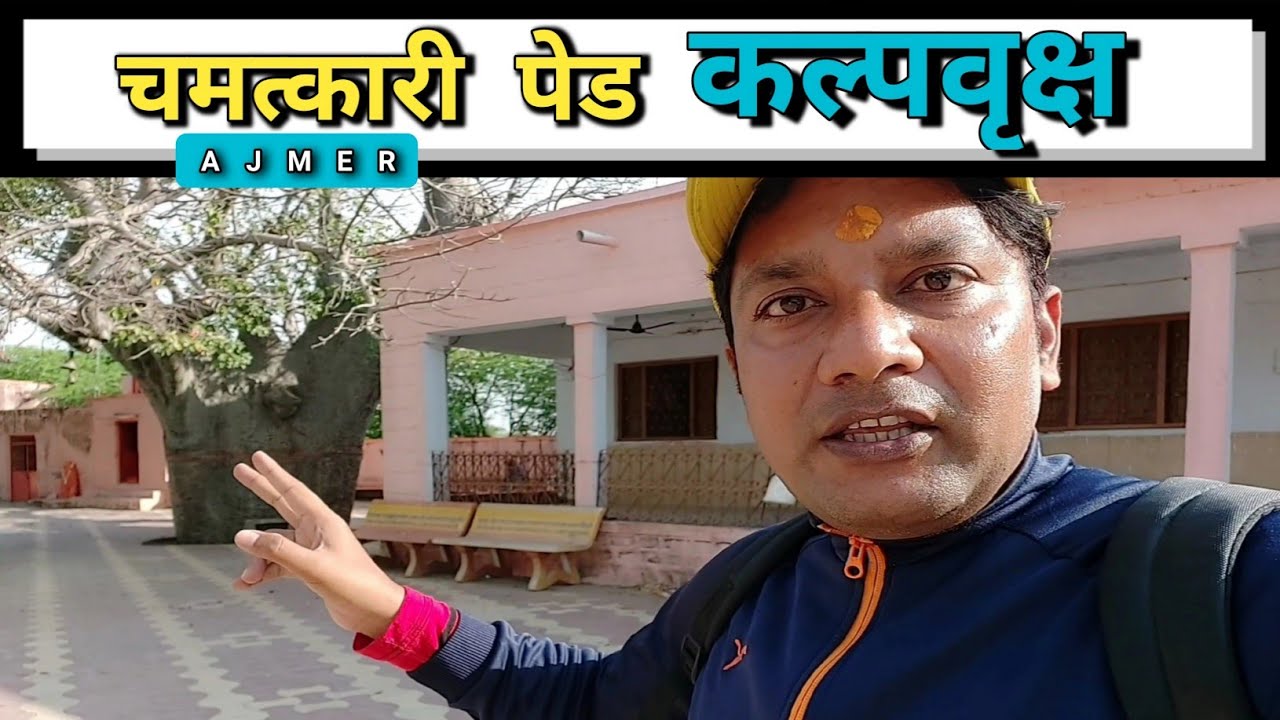 कल्पवृक्ष का पेड़ | Kalpvriksh Mangliyawas Ajmer | Kalpvriksh In India