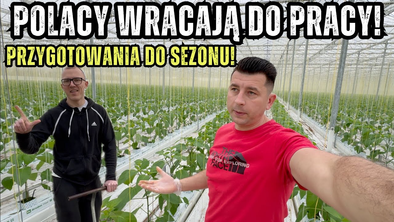 Polacy wracają na sezon do Holandii – przygotowania ruszyły