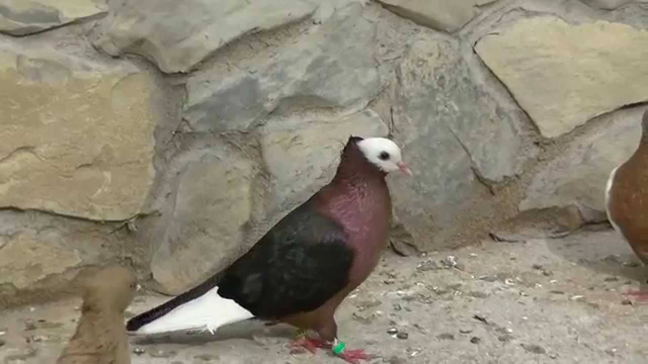 Джимпели, Archangel pigeons, cinperi güvercini, gimpel