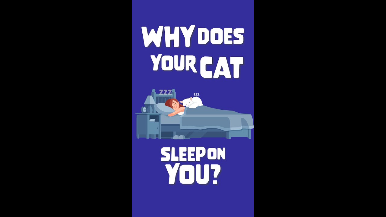 Why Your Cat Sleeps On You 
