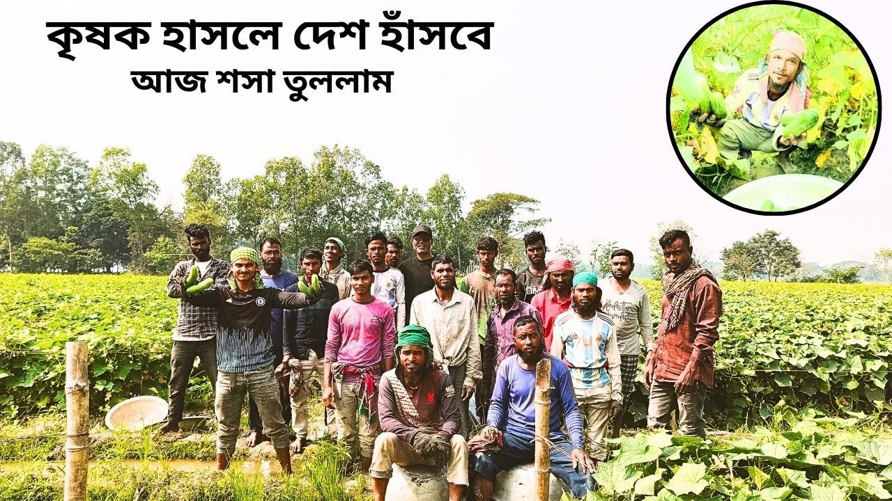 ৬ একরের শসার প্রজেক্ট ||  জাত তামিম প্লাস || cucumber harvest || Bangladesh agro LTD ||  শসা